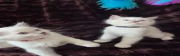 Ragdoll cats for sale:  🏆GCCF REG. EXTENSIVELY TESTED RAGDOLL KITTENS 🌟 - Advert 4