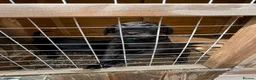 Labrador Retriever dogs for sale: 3 kc registered puppies (3 dogs left) - Advert 11