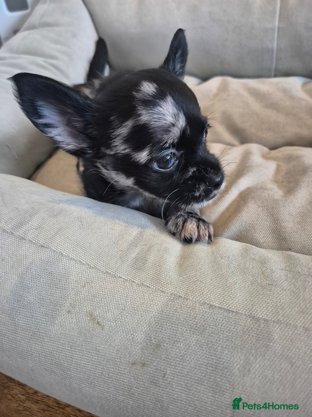 Chihuahua dogs for sale: 3 beautiful tiny pure breed chihuahua  - Advert 16