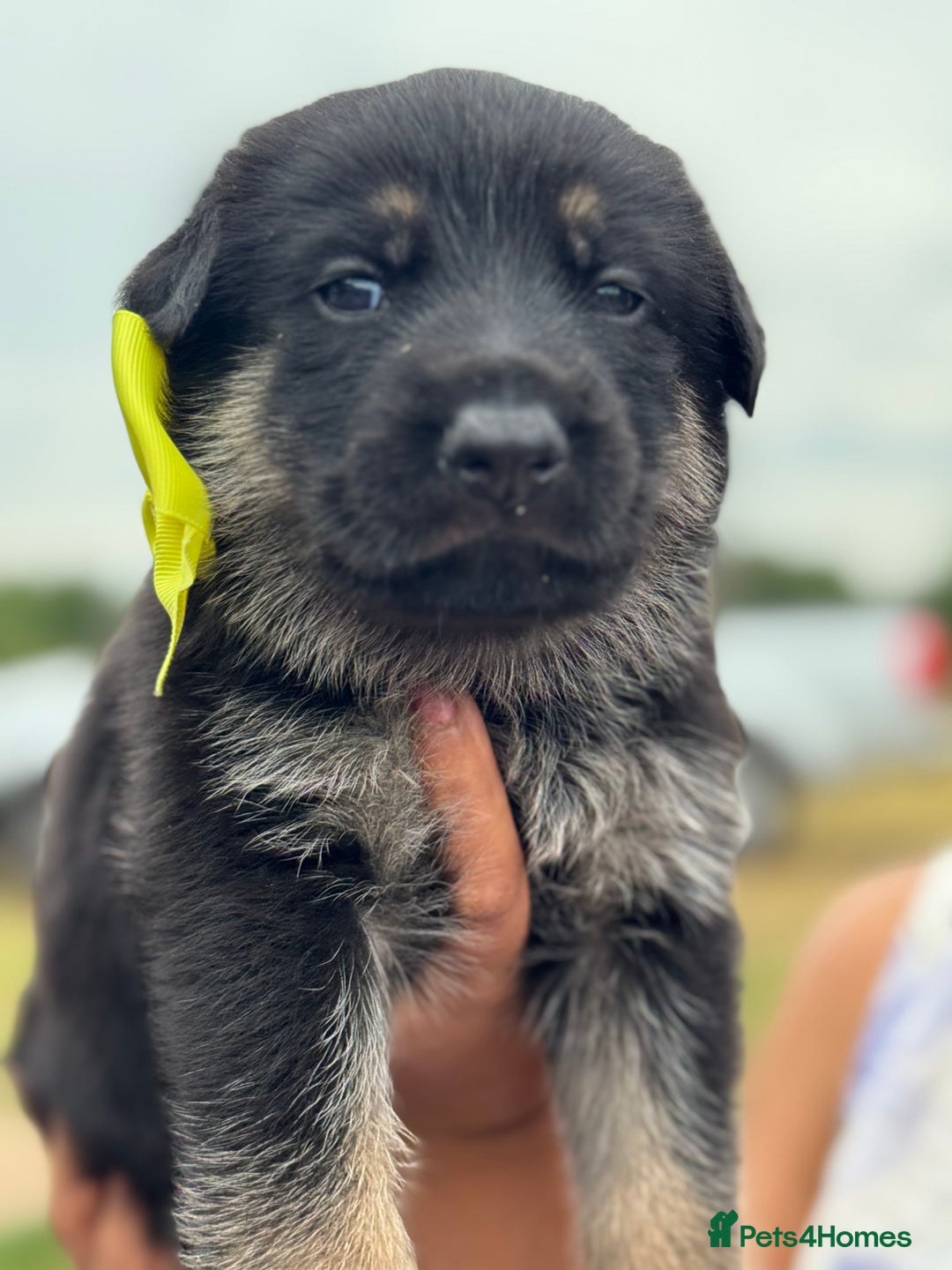 German Shepherd dogs for sale: Short coat straight back German Shepard  in Wolverhampton - Image 21