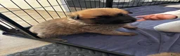 Mixed Breed dogs for sale: Malinois x GSD Puppies ONLY 2 Males Ready To Leave - Advert 38
