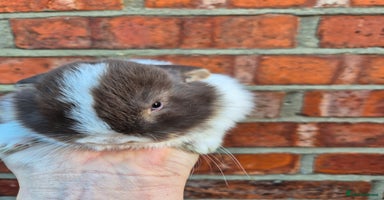 Mini Lop rabbits 7 stunning mini lops - Advert 6