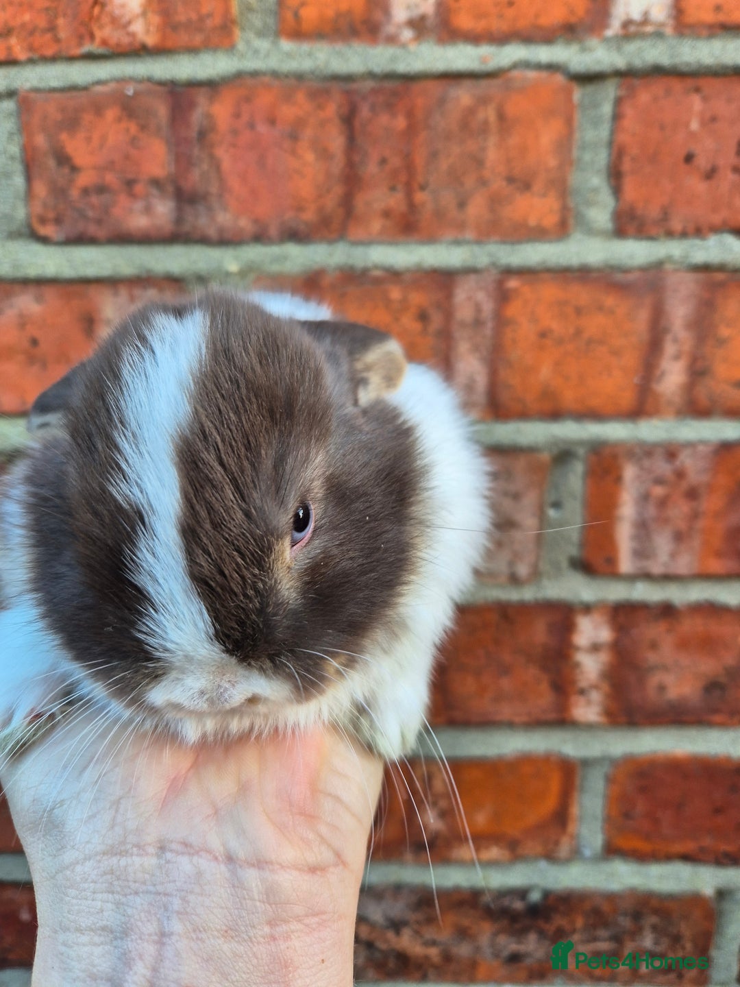Mini Lop rabbits for sale: 7 stunning mini lops - Advert 2