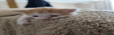 Mixed Breed Kitten 6