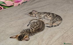 Bengal cats for sale: Bengal Kittens  - Image 2