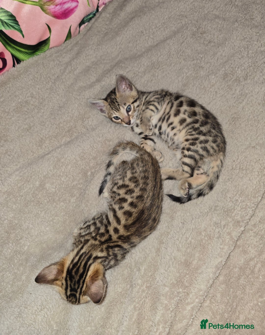 Bengal cats for sale: Bengal Kittens  - Image 2
