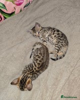 Bengal cats - Advert 13