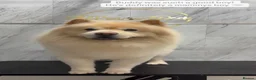 Chow Chow dogs for stud: 🦁 STUD DOG AVAILABLE — Proven Cream Chow Chow - Advert 5