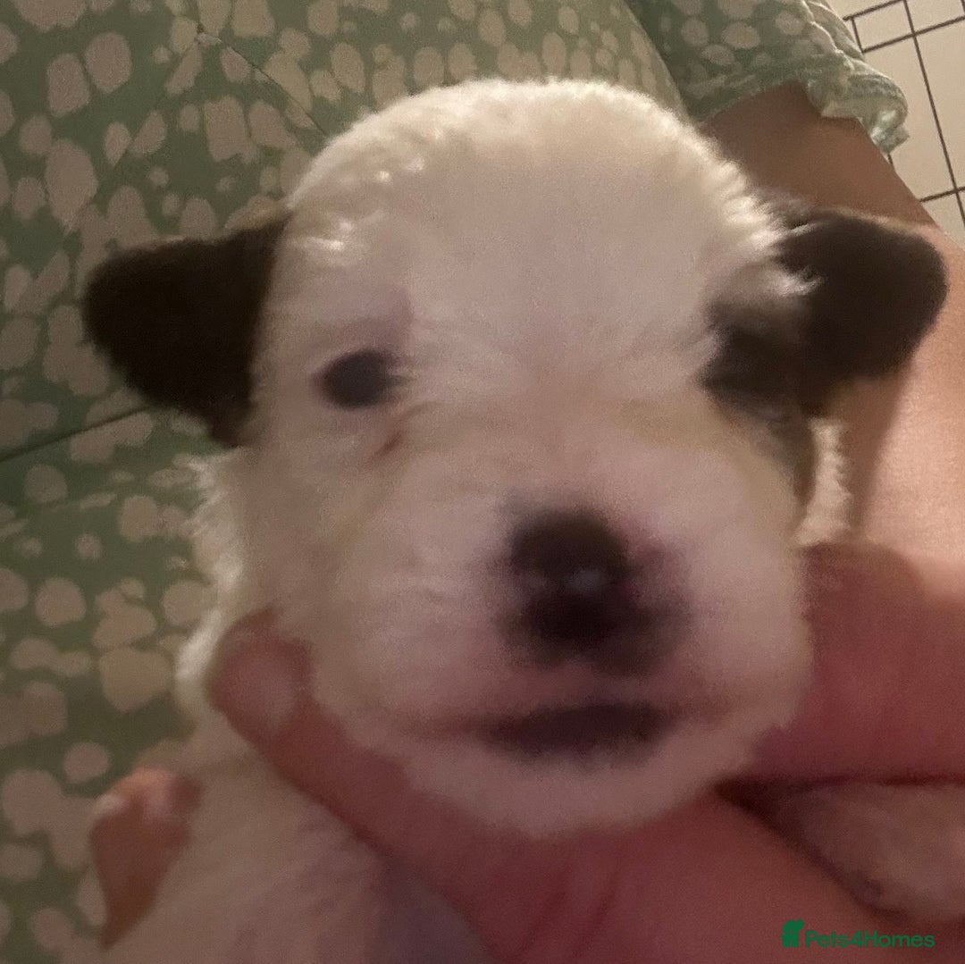 Jack Russell dogs for sale: KC registered Jack Russell Terrier  - Image 3