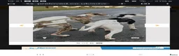Whippet dogs for sale: Whippet puppies for sale - Advert 33