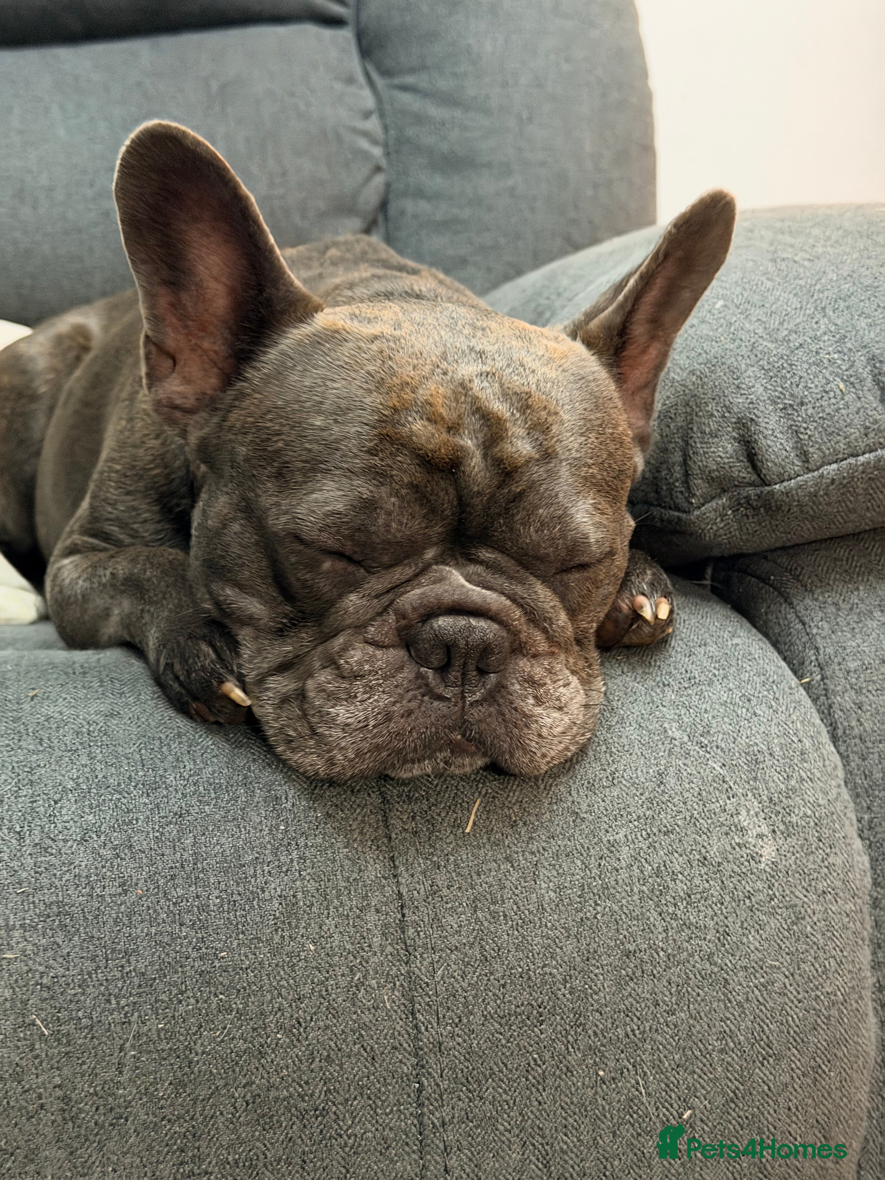 French Bulldog dogs Luna female 3 year old frenchie - Advert 1