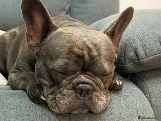 French Bulldog dogs Luna female 3 year old frenchie - Advert 1