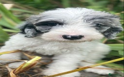 Mixed Breed dogs for sale: Beautiful poodle cross puppies - Image 6