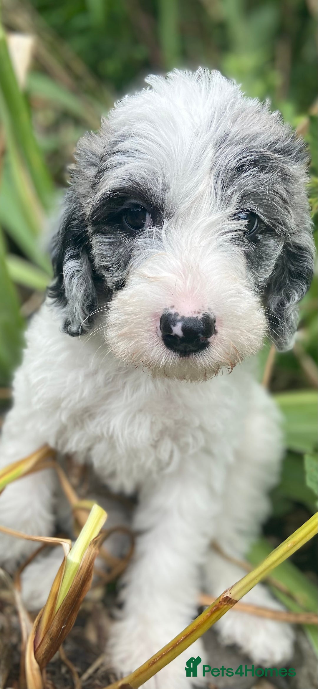 Mixed Breed dogs for sale: Beautiful poodle cross puppies - Image 6
