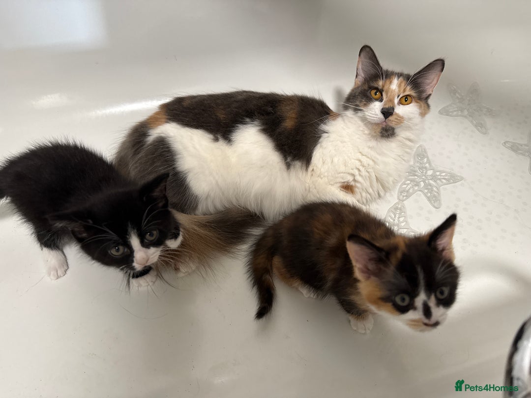 British Shorthair cats for sale: One boy and one girl ready - Image 16