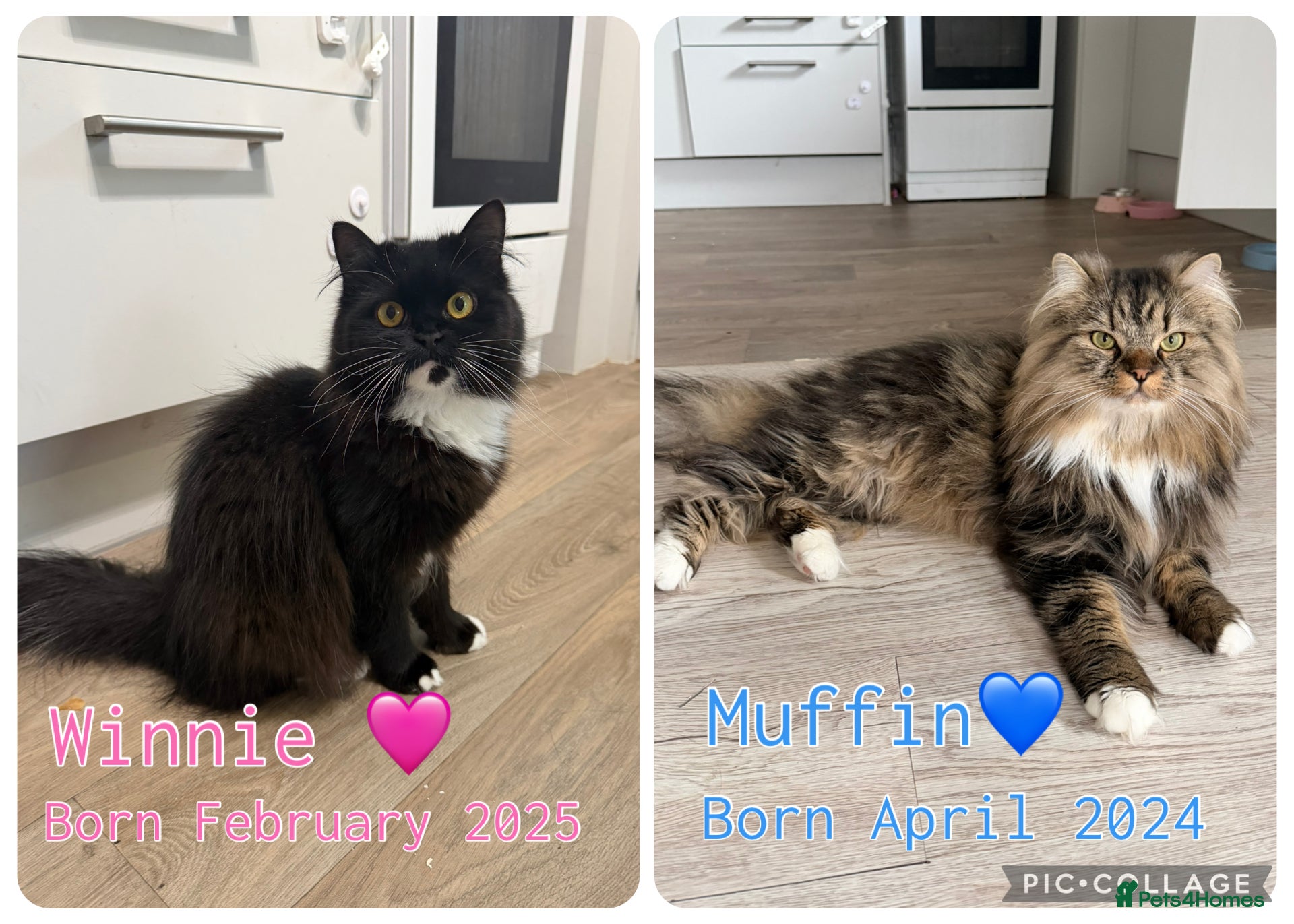 Mixed Breed cats Muffin and Winnie looking for a forever home  - Advert 2