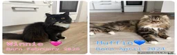 Mixed Breed cats for sale: Muffin and Winnie looking for a forever home  - Advert 1