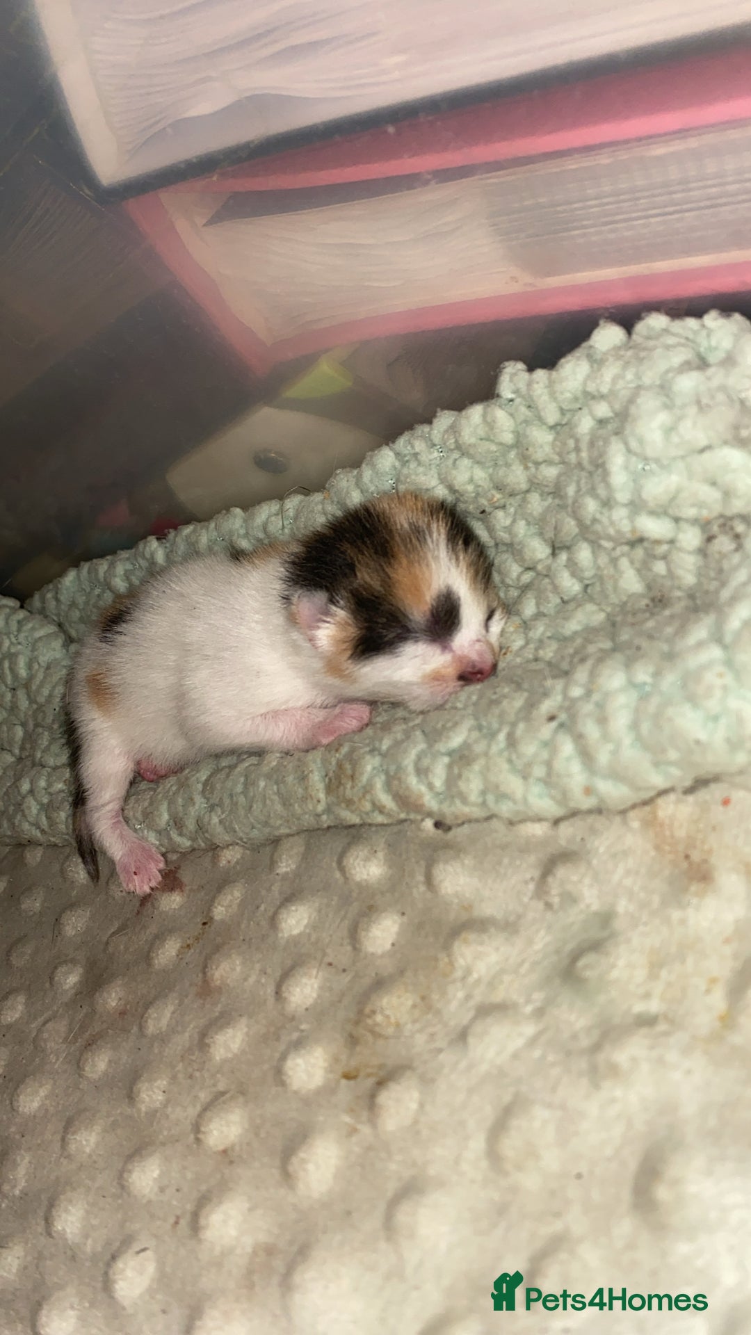 British Shorthair cats for sale: 3 gorgeous kittens for sale - Image 1