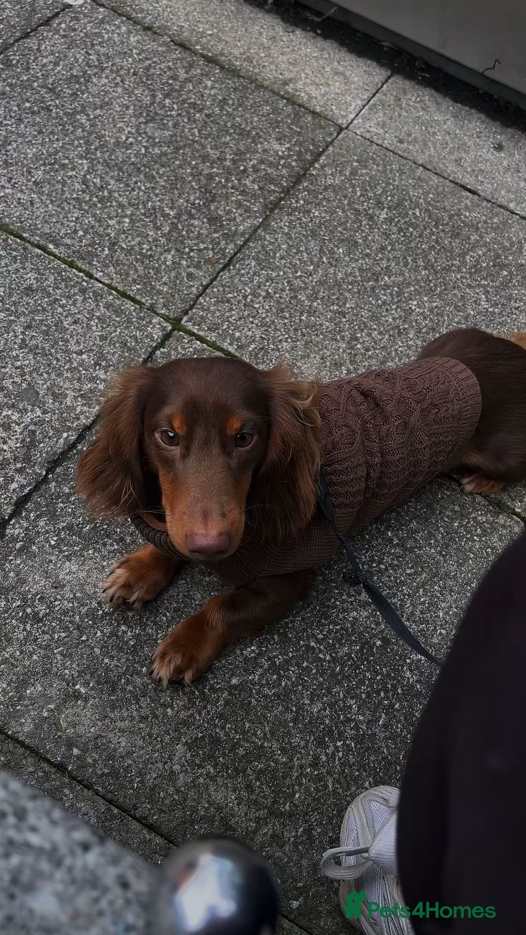 Miniature Dachshund dogs for stud: Long-Haired Brown Miniature Dachshund for Stud in Stowmarket - Advert 5