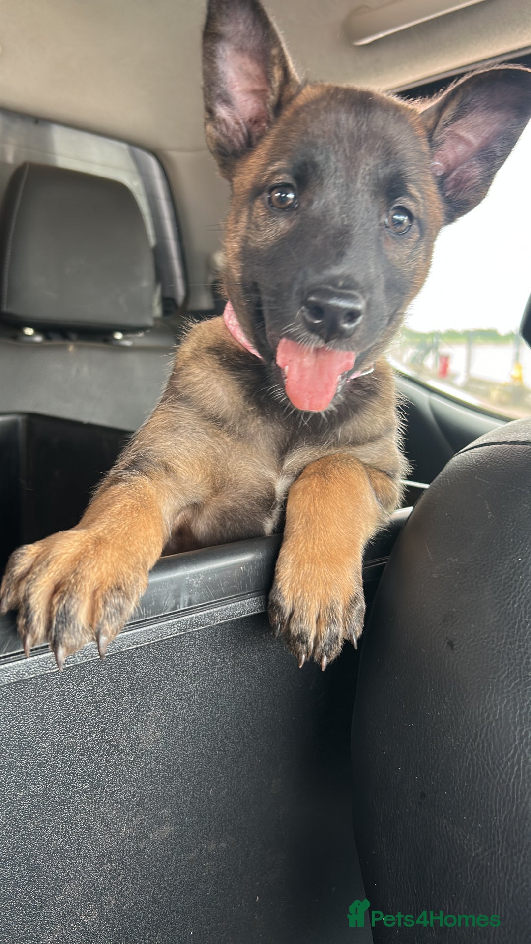 Belgian Shepherd Dog dogs for sale: Dutch Herder X Belgian Malinois pups for sale - Image 4
