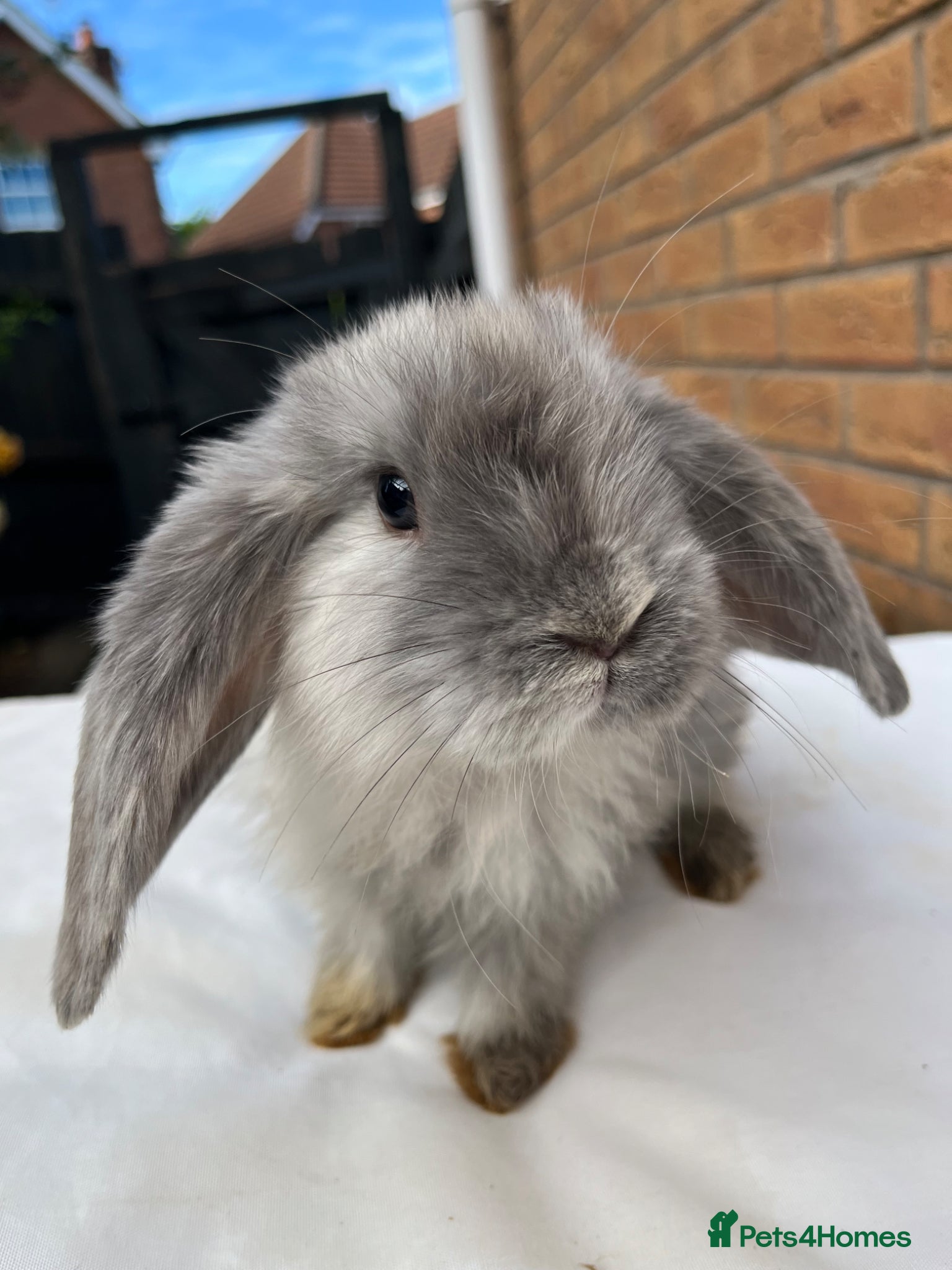 French Lop rabbits for sale: 🐰 Full breed French Lops Ready to Leave 🐰 - Advert 13
