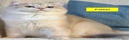 British Shorthair cats for sale: Handsome BSH Blue Golden Ticked (ay 25) - Male - Advert 5