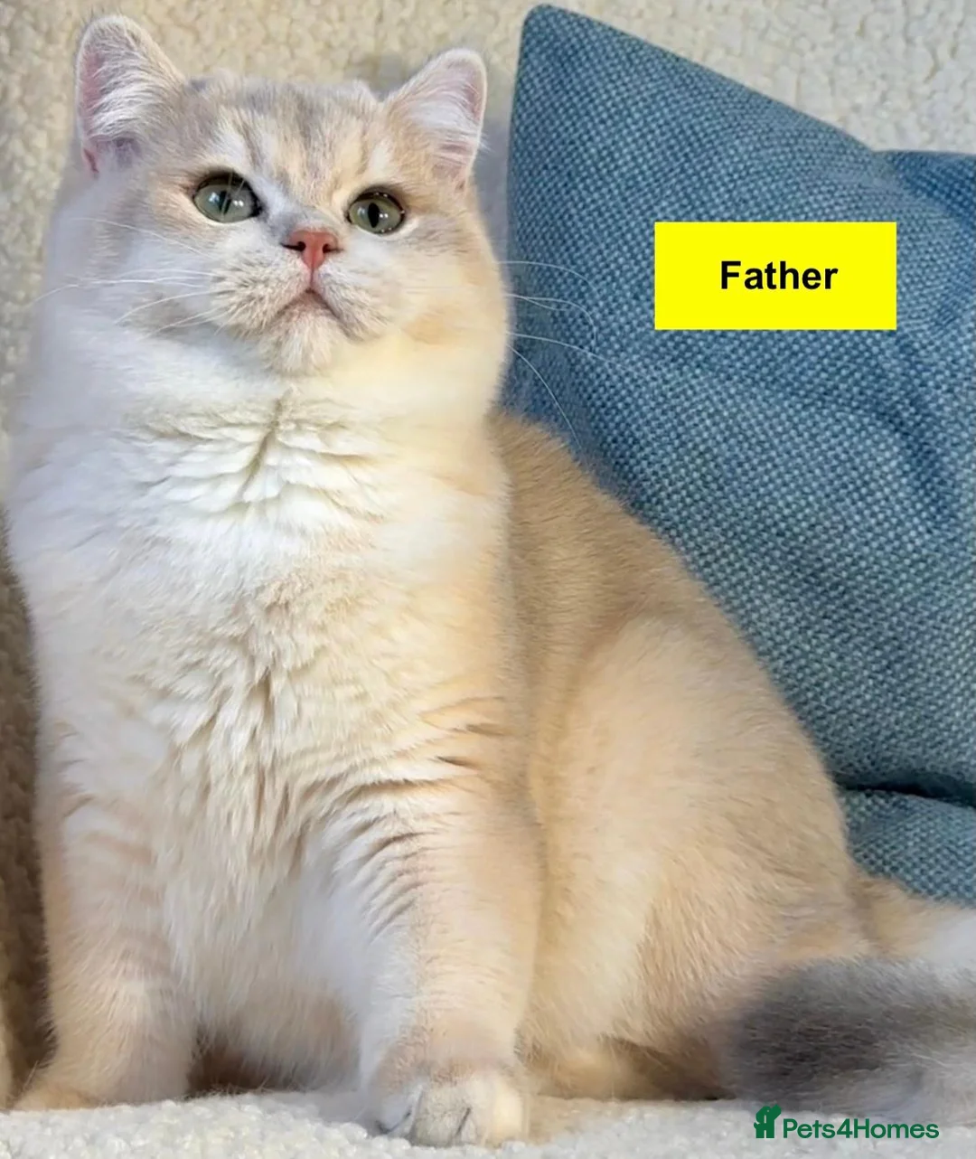 British Shorthair cats for sale: Handsome BSH Blue Golden Ticked (ay 25) - Male - Advert 5