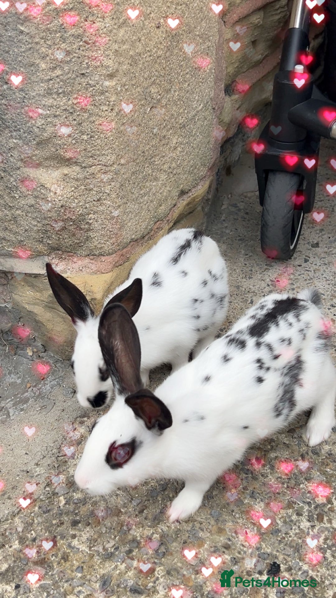 English Spot rabbits for sale: 🐰Beautiful Rabbits Available to Loving Homes🐰 - Advert 11