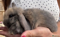 Mini Lop rabbits for sale: Stunning Mini Lop Bunnies in Tunbridge Wells - Image 19