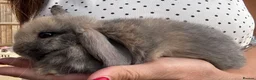 Mini Lop rabbits for sale: Stunning Mini Lop Bunnies in Tunbridge Wells - Advert 19
