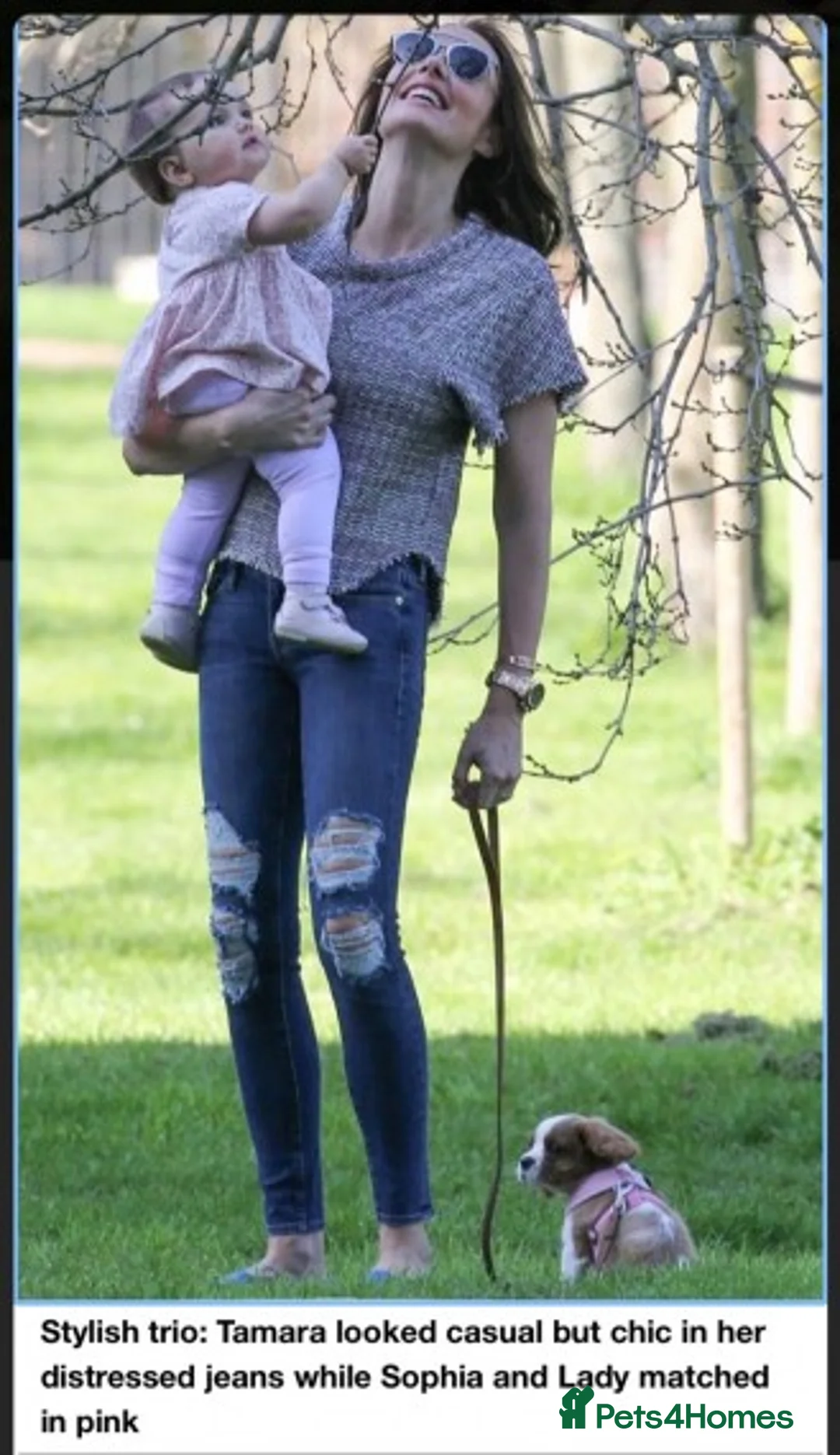 Cavalier King Charles Spaniel dogs for stud: Extensively Health Tested Cavalier King Charles Sp in Mansfield - Advert 36