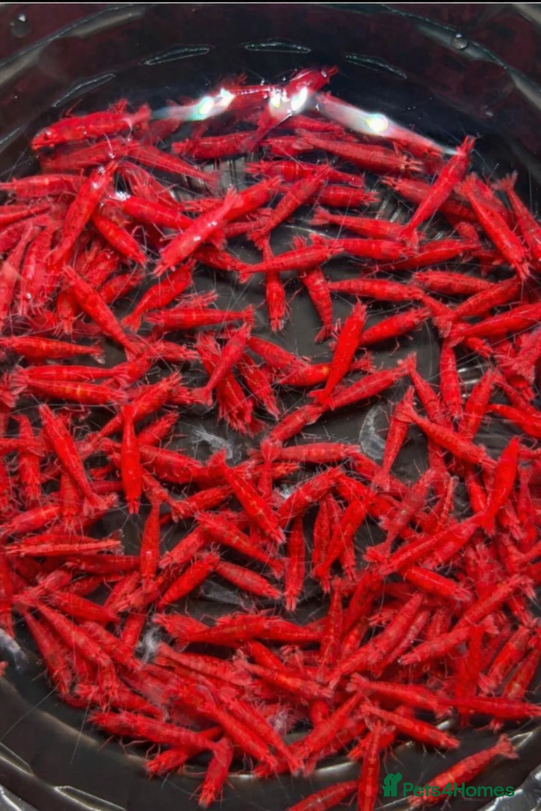 Shrimps fish for sale: HIGH GRADE AQUARIUM SHRIMP - Advert 1