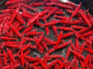 Shrimps fish HIGH GRADE AQUARIUM SHRIMP - Advert 1