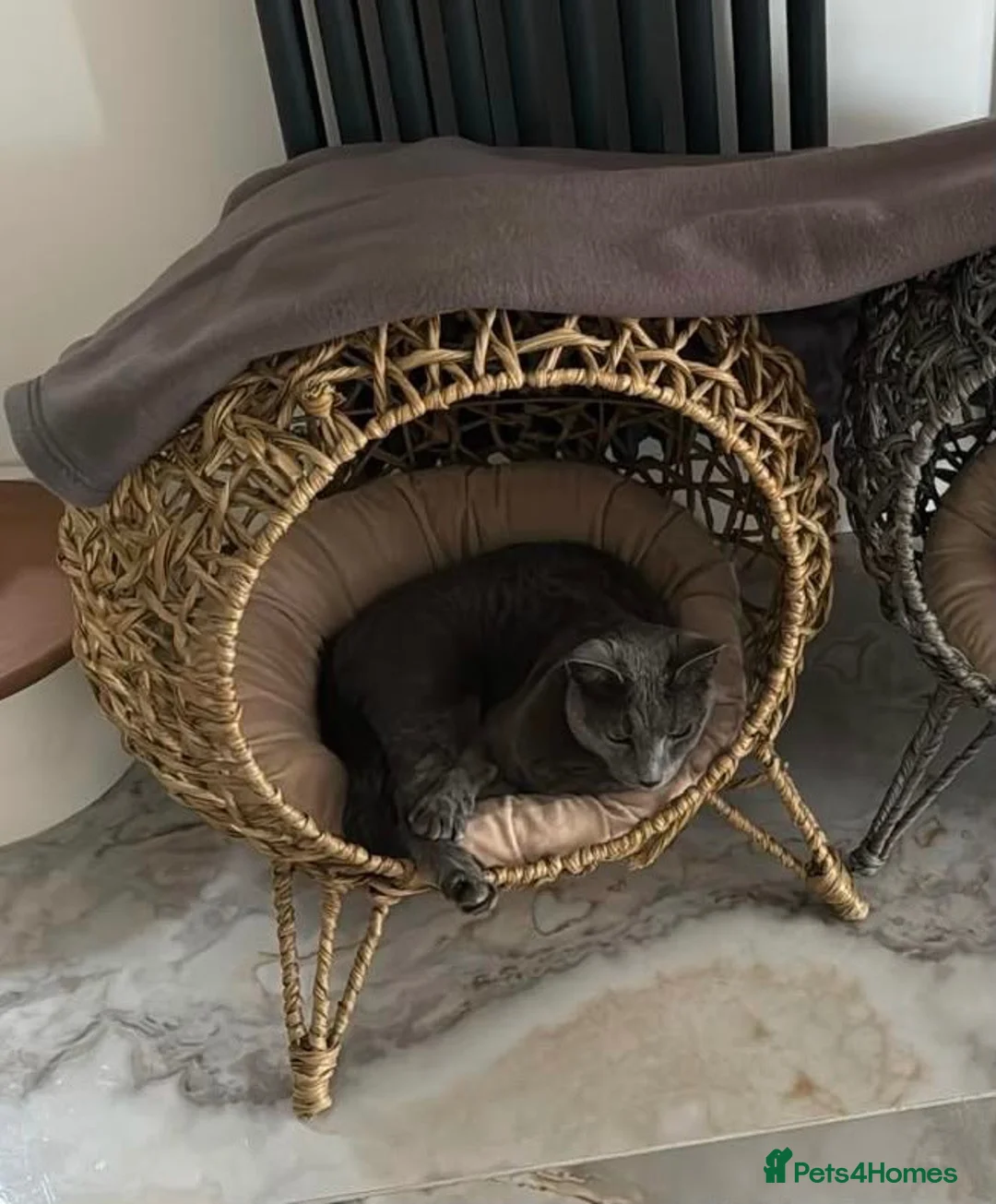 Russian Blue cats for sale: Handsome Russian Blue - 4yrs - Advert 2