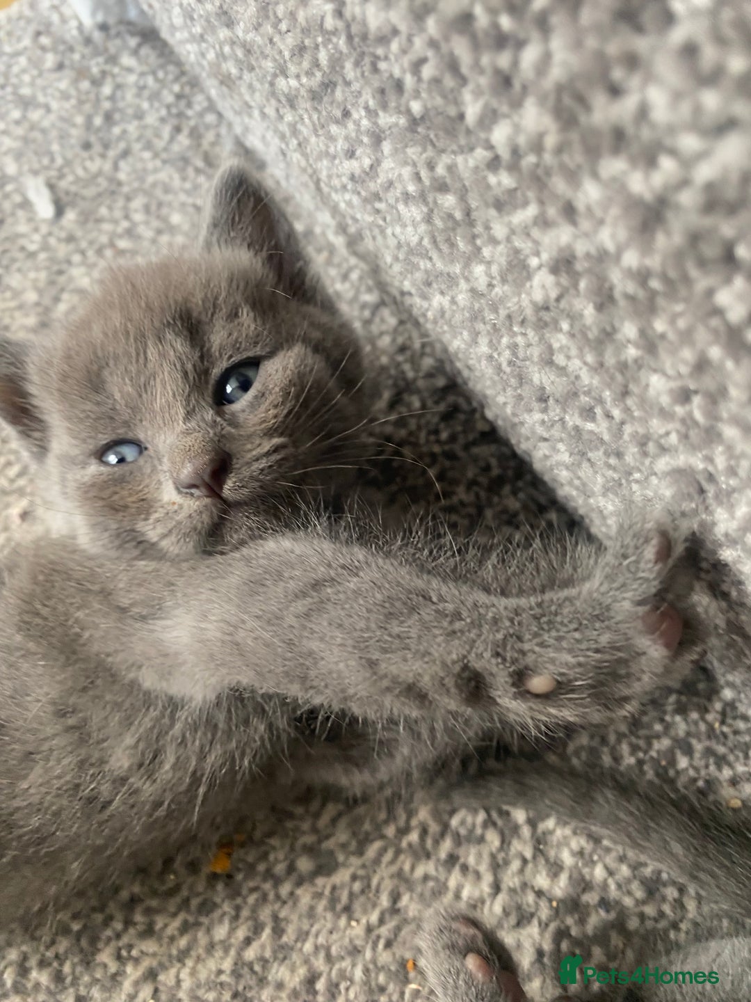Russian Blue cats for sale: Russian Blue X British Shorthair Kittens - Image 10