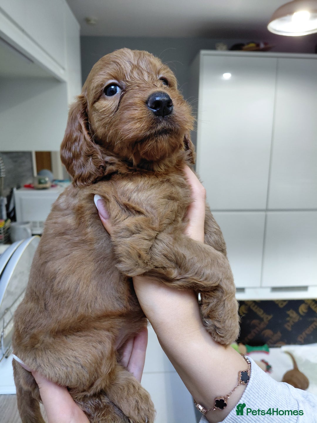 Cockapoo dogs for sale: F2 Cockapoo - Advert 4