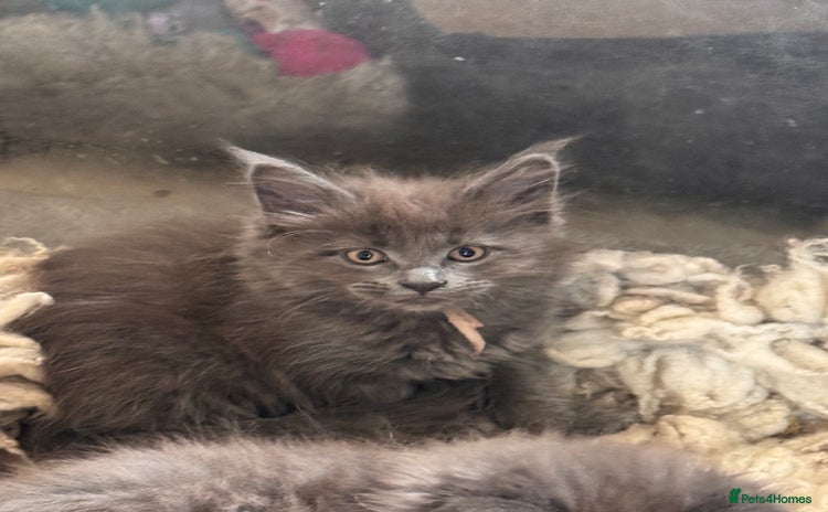 Maine Coon cats - Advert 5