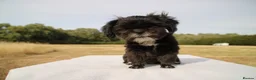 Shih Tzu dogs for sale: Red collar - Advert 8