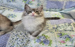 Maine Coon cats for sale: Beautiful playful Maine Coon kittens  - Image 22
