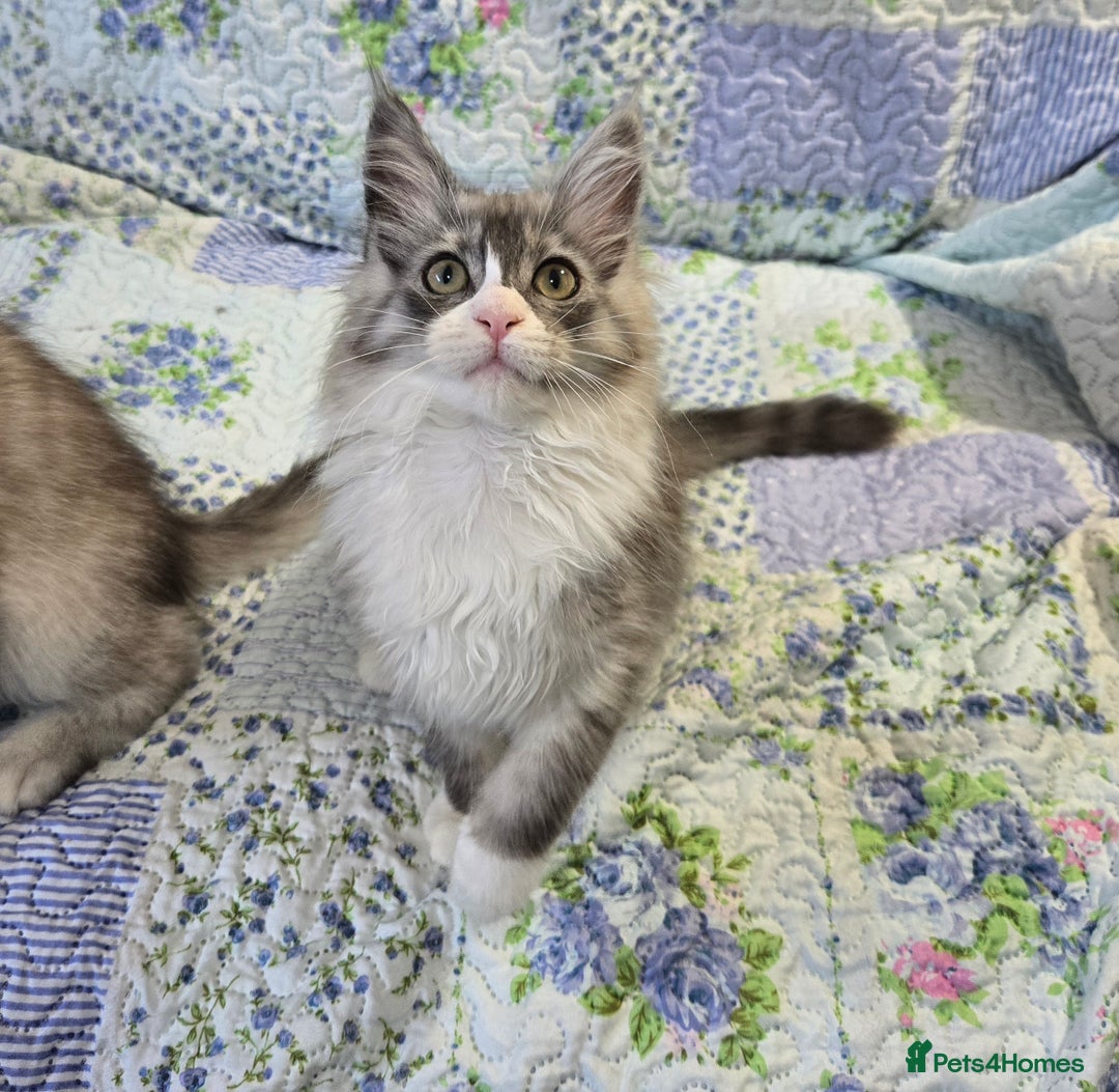 Maine Coon cats for sale: Beautiful playful Maine Coon kittens  - Image 22