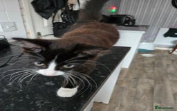 Mixed Breed cats for sale: Male kitten - Image 6