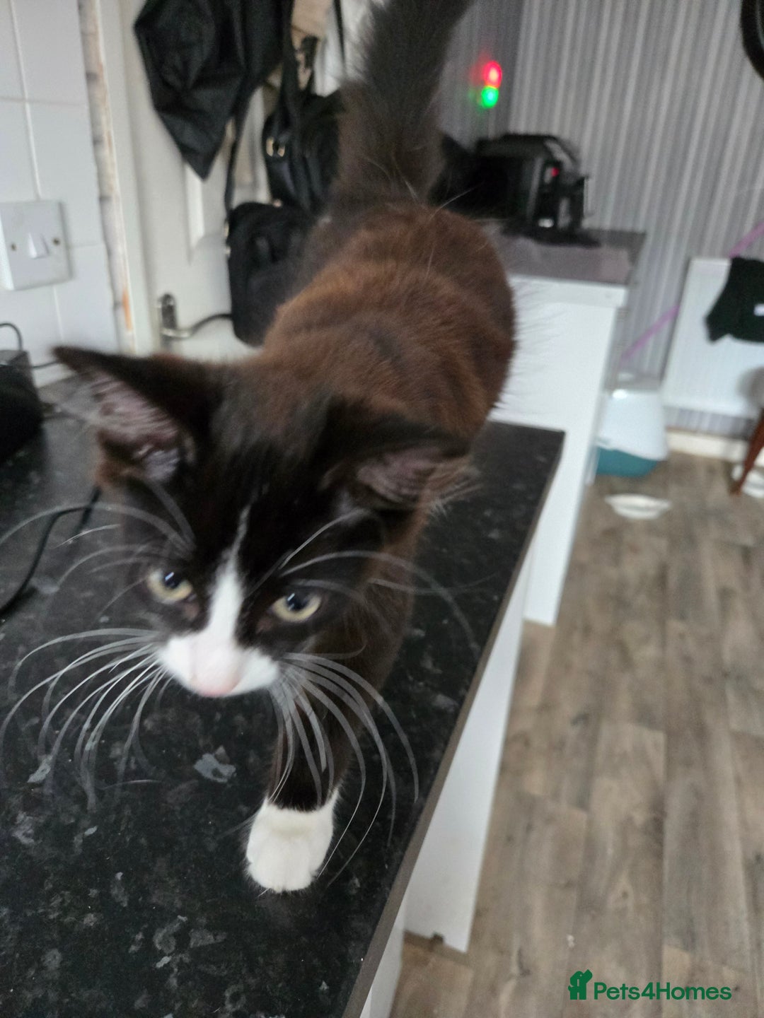 Mixed Breed cats for sale: Male kitten - Image 6