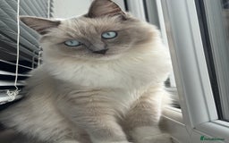 Ragdoll cats for sale: Ragdoll Kitten  - Image 1