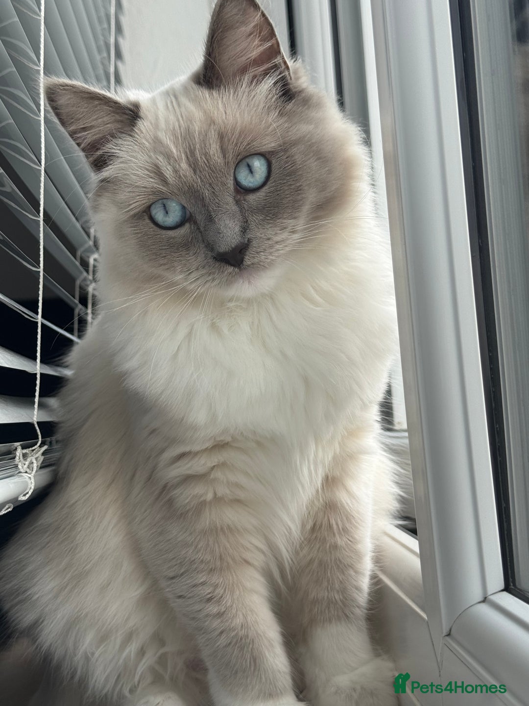 Ragdoll cats for sale: Ragdoll Kitten  - Image 1