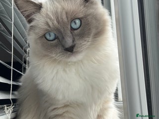 Ragdoll cats - Advert 33