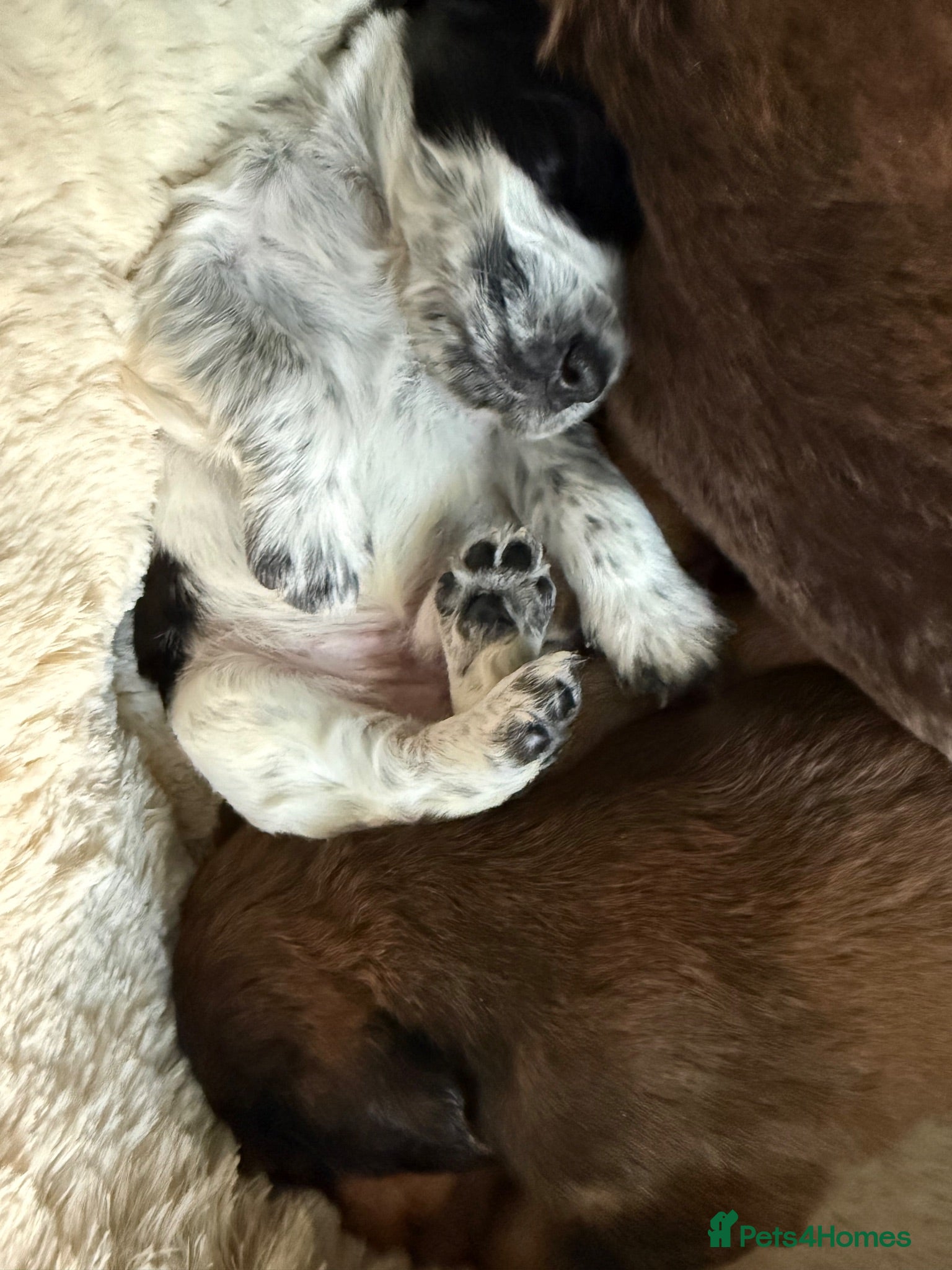 Cocker Spaniel dogs 🐾Beautiful ShowxWorking Cocker Spaniel Puppies 🐾 - Advert 2