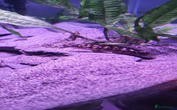 Cichlids fish for sale: Tanganyikan Cichlids - Image 3