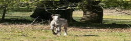 Irish Cob horses for sale: Titch & Rocky in Cwmbran - Advert 2