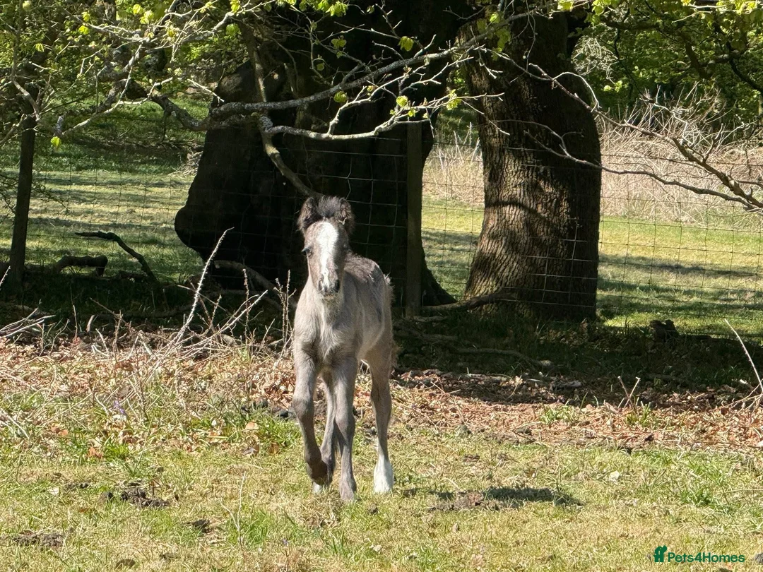 Irish Cob horses for sale: Titch & Rocky in Cwmbran - Advert 2