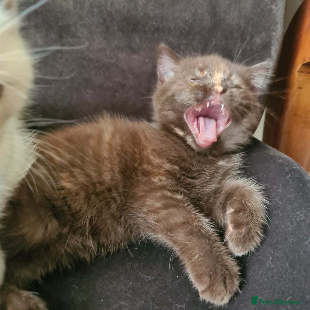 British Shorthair cats for sale: Cinnamon tortie BS female kitten - Image 7